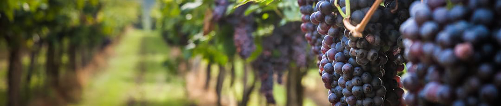 Investimenti per la sostenibilità dei vigneti 2026/2027: anche l’acqua al centro del bando